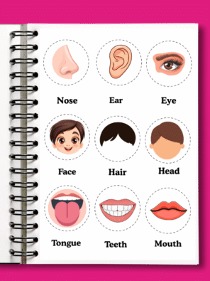 Body Parts Activity Worksheets for Kids